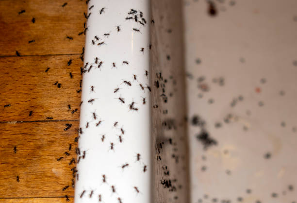 Best Residential Pest Control  in Pojoaque, NM