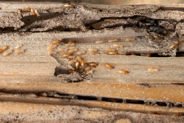 Reliable Pojoaque, NM Pest Control Solutions