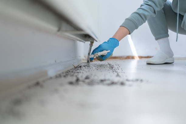 Best Wasp Removal Services  in Pojoaque, NM